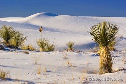 White Sands_32201.jpg - Photographed at the White Sands National Monument near Alamogordo, New Mexico, USA.